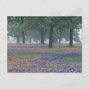 VS, Texas, Texas Hill Country Uitgestrekt veld Briefkaart