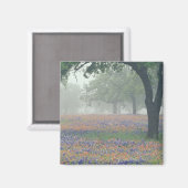 VS, Texas. Texas paintbrush en bluebonnets Magneet (Voorkant / Achterkant)