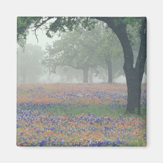 VS, Texas. Texas paintbrush en bluebonnets Magneet (Voorkant)