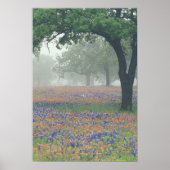 VS, Texas. Texas-penseel en -bluebonnets Poster (Voorkant)