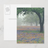VS, Texas. Texaspenseel en blauwe klokjes Briefkaart (Voorkant / Achterkant)