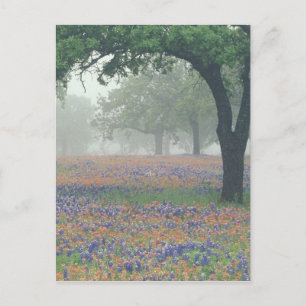VS, Texas. Texaspenseel en blauwe klokjes Briefkaart