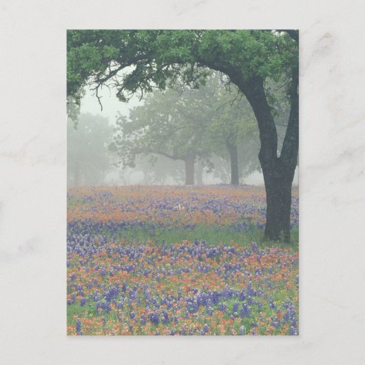 VS, Texas. Texaspenseel en blauwe klokjes Briefkaart (Voorkant)
