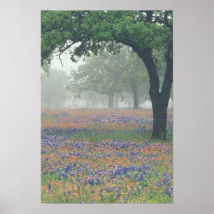 VS, Texas. Texaspenseel en blauwe klokjes Poster