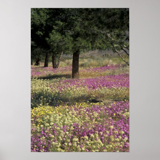 VS, Texas, Zand Verbena en Brown-eyed Poster (Voorkant)