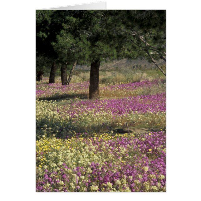 VS, Texas, Zand Verbena en Bruine ogen (Voorkant)