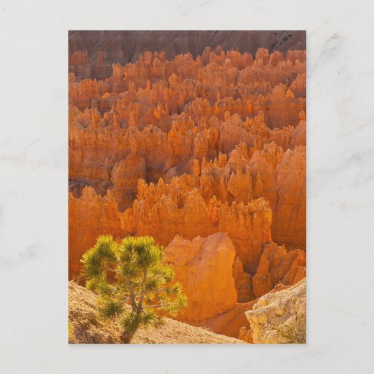 VS, Utah, Bryce Canyon National Park Briefkaart (Voorkant)