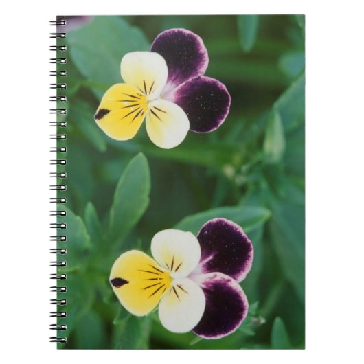 VS, Utah, Cache Valley, Johnny Jump Up Notitieboek (Voorkant)