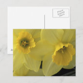 VS, Utah, Cache Valley Narcissen Briefkaart (Voorkant / Achterkant)