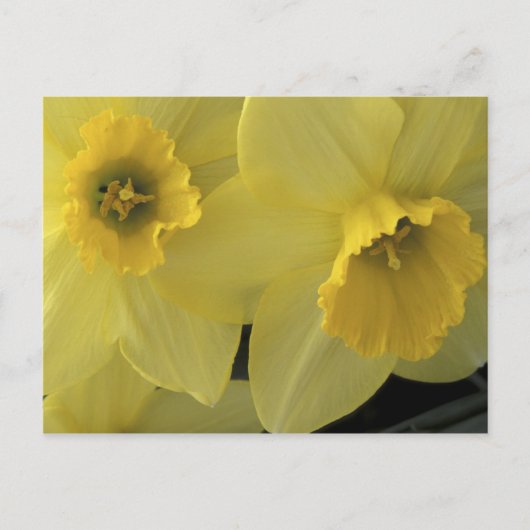 VS, Utah, Cache Valley Narcissen Briefkaart (Voorkant)