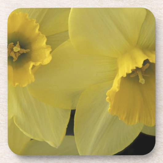 VS, Utah, Cache Valley Narcissen Drankjes Onderzetter (Voorkant)