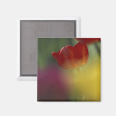 VS, Utah, Cache Valley Tulpen in een tuin Magneet (Voorkant / Achterkant)