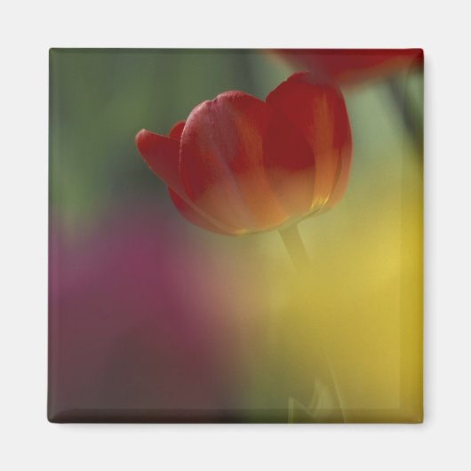VS, Utah, Cache Valley Tulpen in een tuin Magneet (Voorkant)