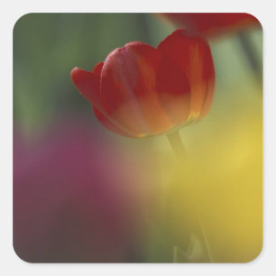 VS, Utah, Cache Valley Tulpen in een tuin Vierkante Sticker