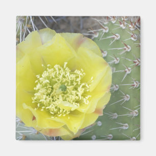 VS, Utah, Canyonlands, NP, Desert Prickly Pear Magneet
