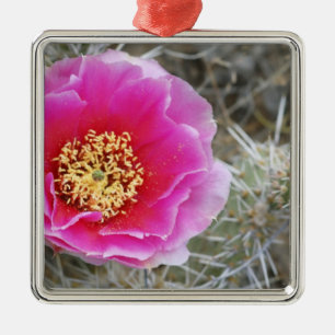 VS, Utah, Canyonlands NP, Desert Prickly Pear Metalen Ornament