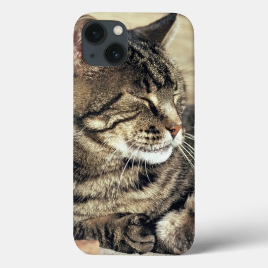 VS, Utah, Capitol Reef NP. Slaande tabby kat Case-Mate iPhone Case (Achterkant)