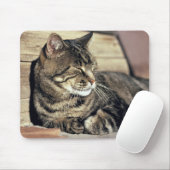 VS, Utah, Capitol Reef NP. Slapende tabby kat Muismat (Met muis)