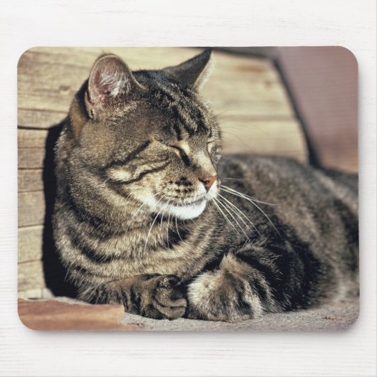 VS, Utah, Capitol Reef NP. Slapende tabby kat Muismat (Voorkant)
