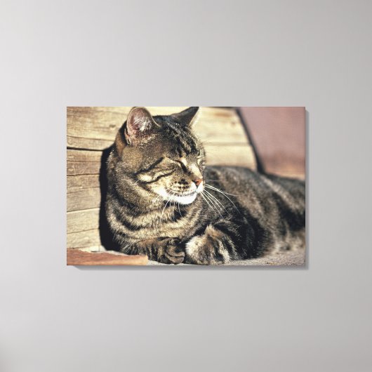 VS, Utah, Capitol Reef NP. Slapende tabbykat Canvas Afdruk (Voorkant)