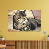 VS, Utah, Capitol Reef NP. Slapende tabbykat Canvas Afdruk (Insitu (Woonkamer))