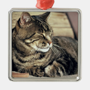 VS, Utah, Capitol Reef NP. Slapende tabbykat Metalen Ornament