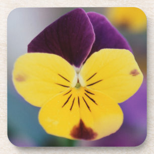 VS, Utah, Close-up van Viola tricolor in tuin Drankjes Onderzetter