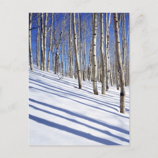 VS, Utah, Dixie National Forest, Aspen Grove Briefkaart (Voorkant)