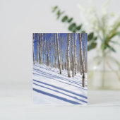 VS, Utah, Dixie National Forest, Aspen Grove Briefkaart (Staand voorkant)