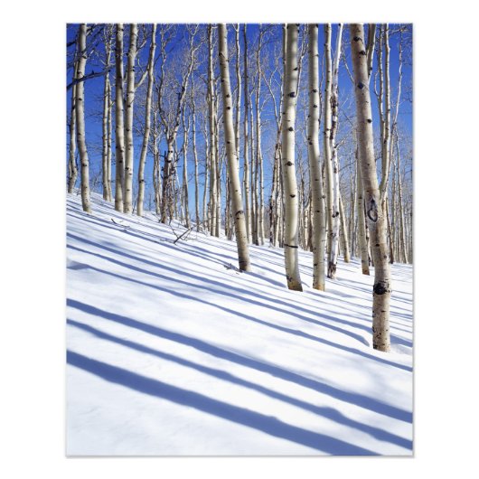 VS, Utah, Dixie National Forest, Aspen Grove Foto Afdruk (Voorkant)
