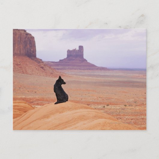 VS, Utah, Monument Valley, Dog die op rots zit Briefkaart (Voorkant)