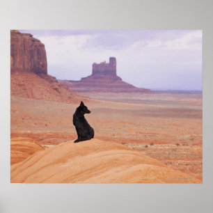 VS, Utah, Monument Valley, Dog die op rots zit Poster