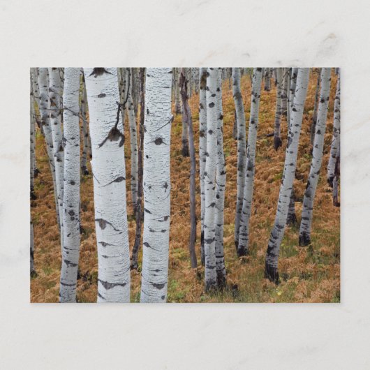 VS, Utah, Uinta-Wasatch-Cache National Forest 2 Briefkaart (Voorkant)