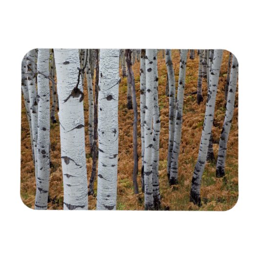 VS, Utah, Uinta-Wasatch-Cache National Forest 2 Magneet (Horizontaal)