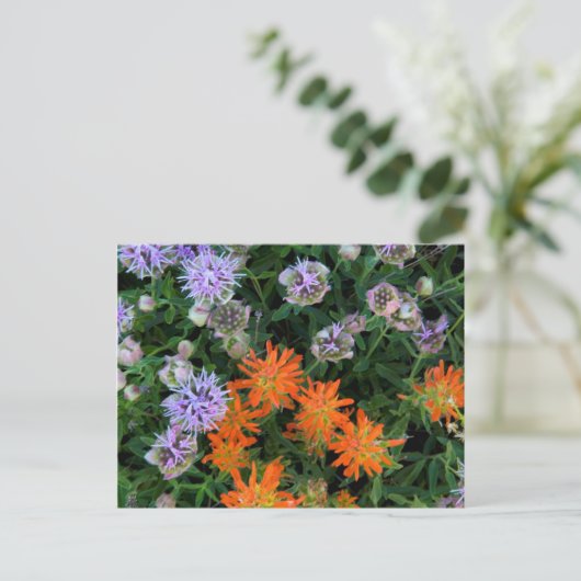 VS, Utah, Uinta-Wasatch-Cache National Forest 3 Briefkaart (Staand voorkant)