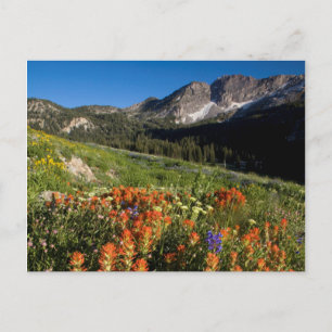 VS, Utah, Uinta-Wasatch-Cache National Forest Briefkaart