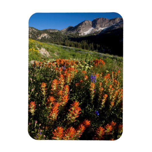 VS, Utah, Uinta-Wasatch-Cache National Forest Magneet (Verticaal)