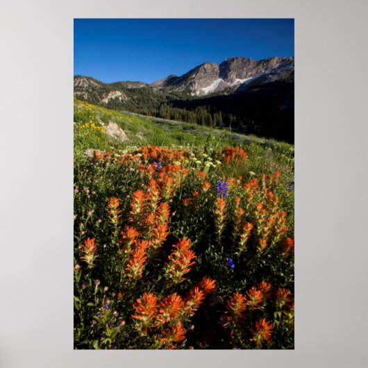 VS, Utah, Uinta-Wasatch-Cache National Forest Poster (Voorkant)