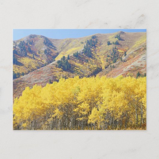 VS, Utah, Wasatch-Cache Nationaal Bos, Briefkaart (Voorkant)