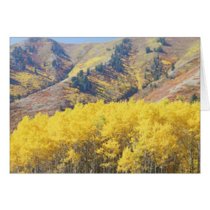 VS, Utah, Wasatch-Cache National Forest,
