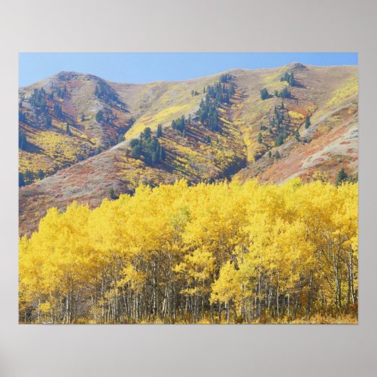 VS, Utah, Wasatch-Cache National Forest, Poster (Voorkant)