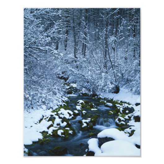 VS, Utah, Wasatch-Catch National Forest, Foto Afdruk (Voorkant)