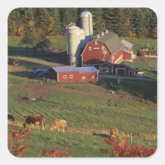 VS, Vermont, Pomfret. Rode Barn en herfst Vierkante Sticker (Voorkant)
