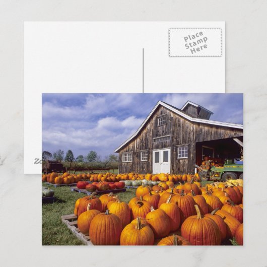 VS, Vermont, Shelbourne, Pumpkins Briefkaart (Voorkant / Achterkant)