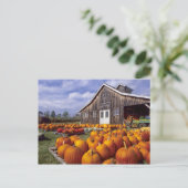VS, Vermont, Shelbourne, Pumpkins Briefkaart (Staand voorkant)
