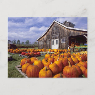 VS, Vermont, Shelbourne, Pumpkins Briefkaart