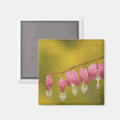 VS, Virginia, Arlington, close-up van roze Magneet (Voorkant / Achterkant)