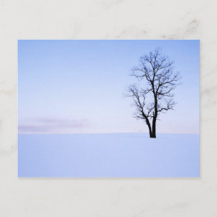 VS, Virginia, Page County, Black Locust Briefkaart