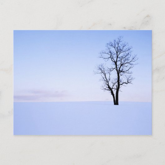 VS, Virginia, Page County, Black Locust Briefkaart (Voorkant)