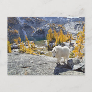 VS, WA, Alpine Lakes Wildernis Enchantments. Briefkaart